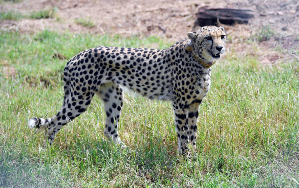 India cheetahs1