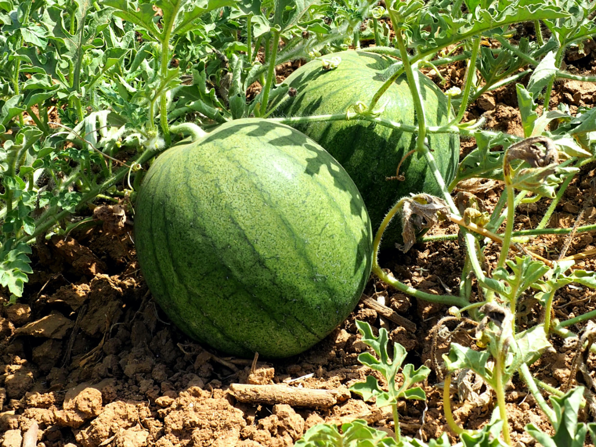 Israel watermelon