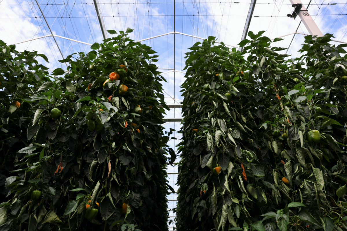 Netherlands greenhouses2