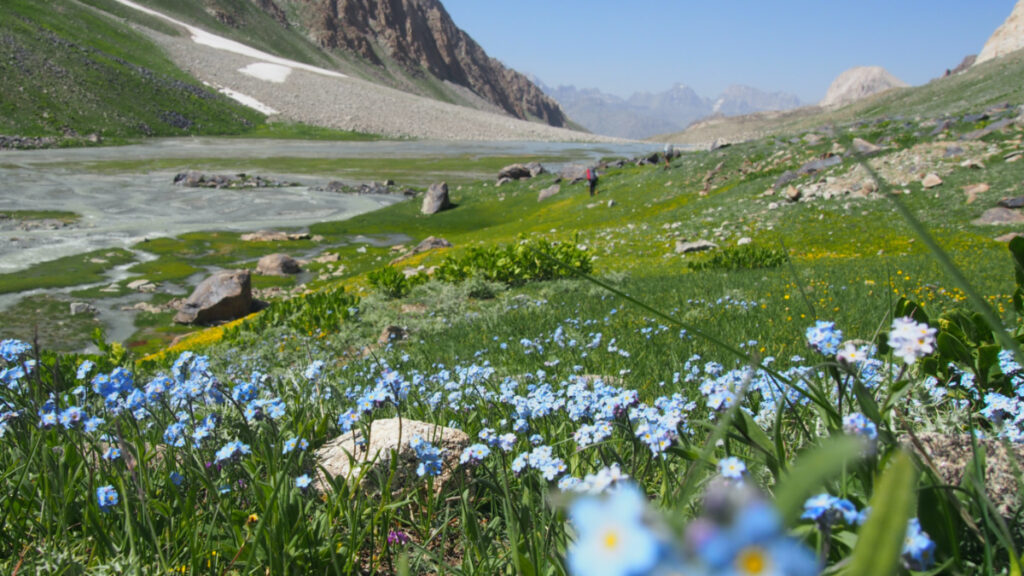 Tajikstan Pamir Alay wildflowers