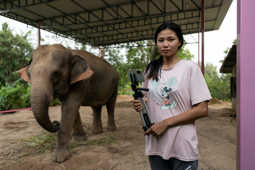 Thailand elephants1