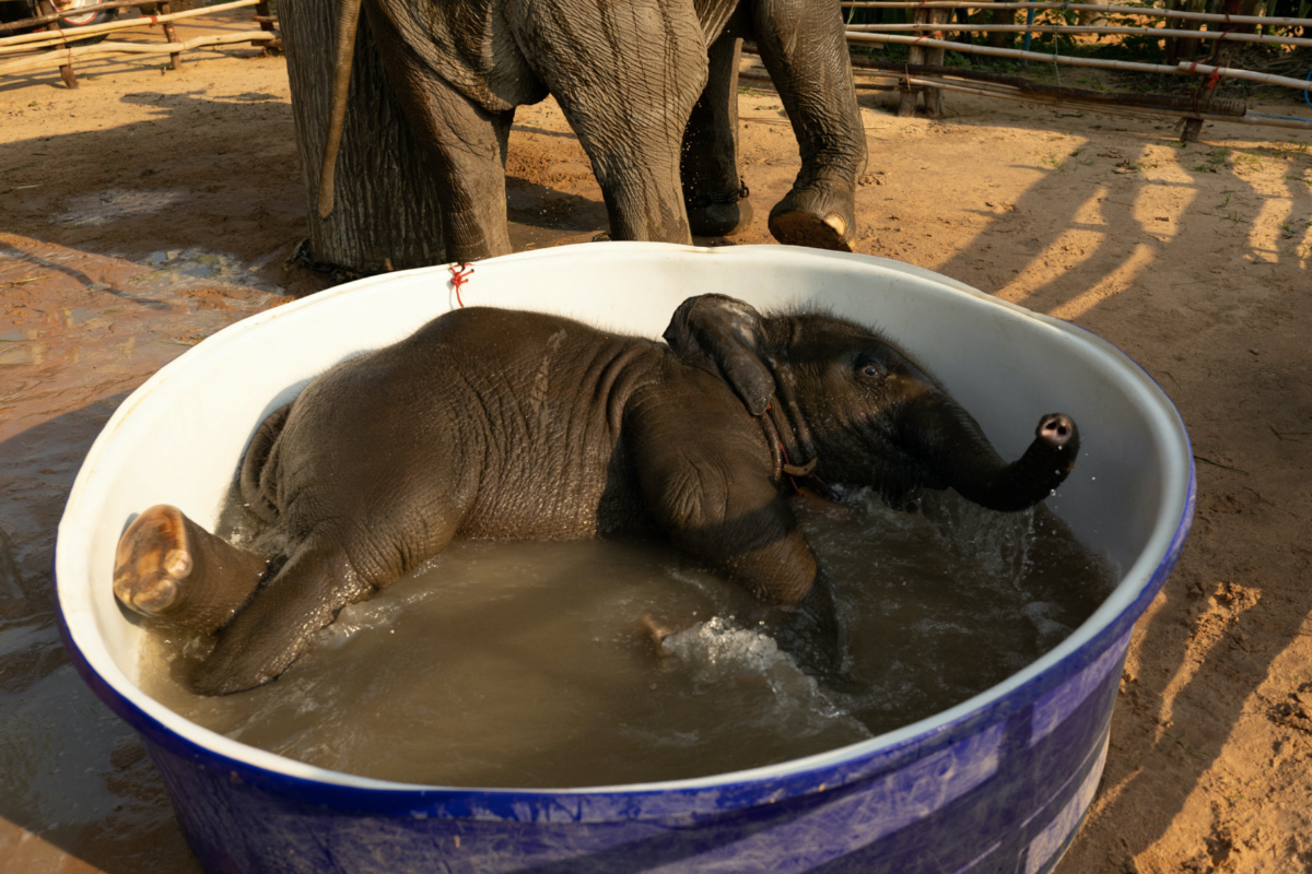 Thailand elephants2