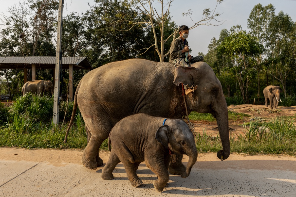 Thailand elephants3
