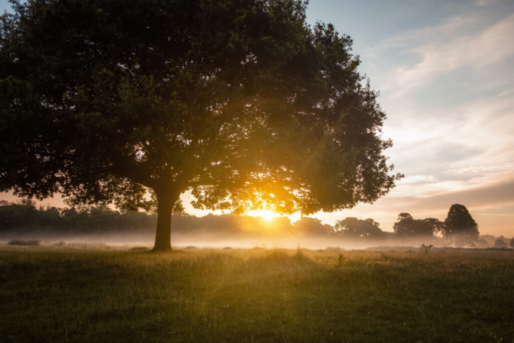 UK London Richmond Park dawn