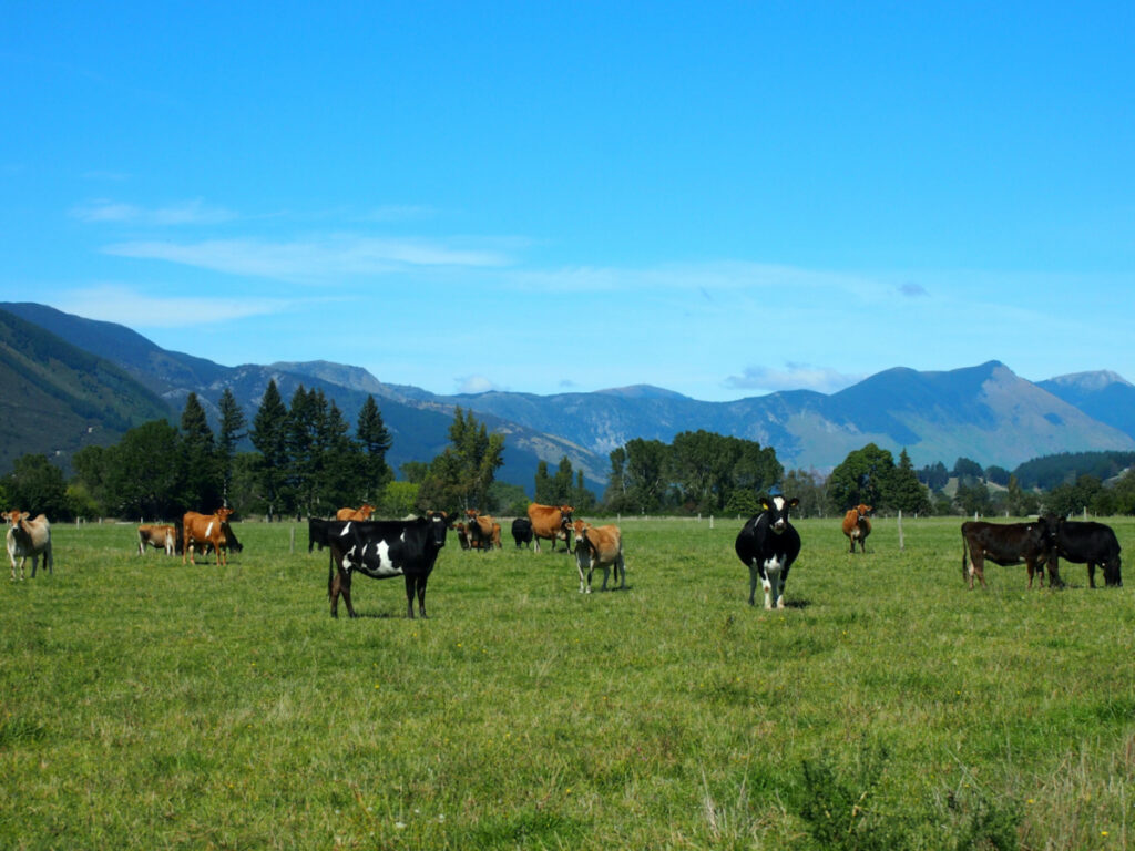 New Zealand South Island cattle