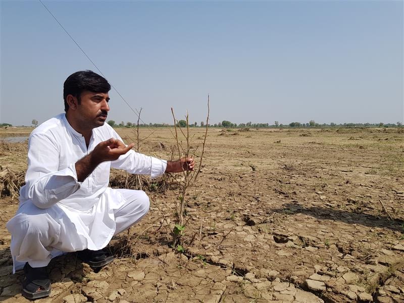 Pakistan Hasanabad cotton farmer1