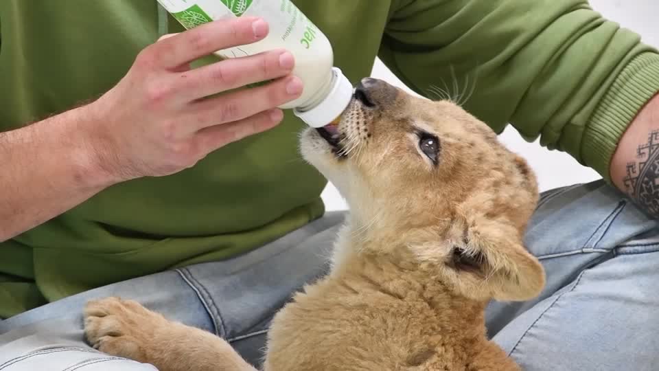 Poland zoo lion cub