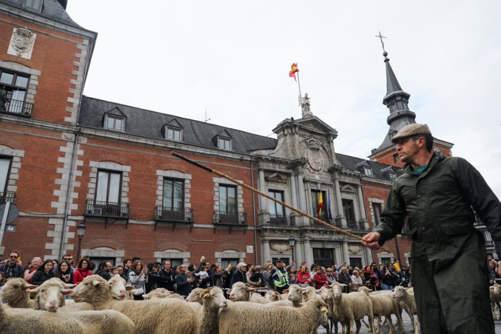 Spain Madrid sheep