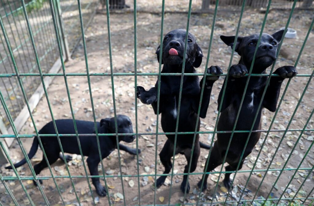 Hungary Budapest Noahs Ark Animal Shelter