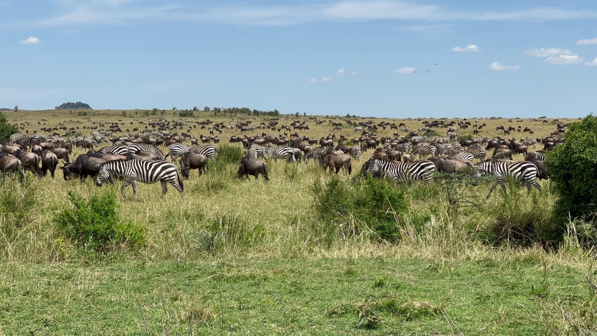 Kenya Maasai Mara1
