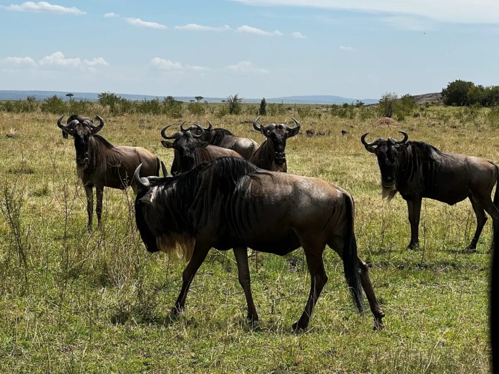 Kenya Maasai Mara2