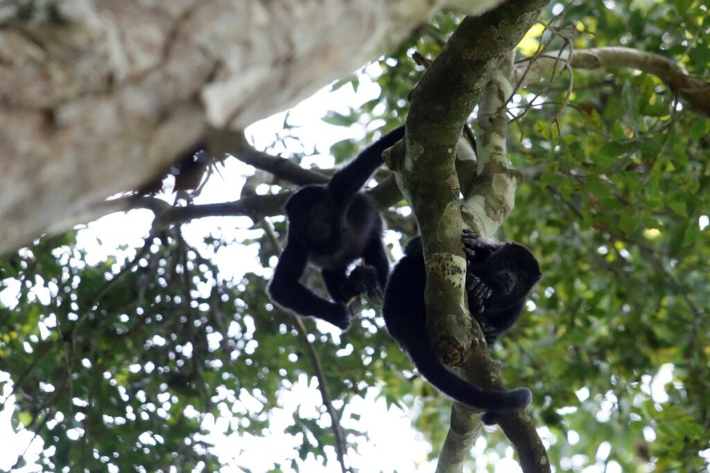 Mexico Calakmul Biosphere Reserve Howler monkeys