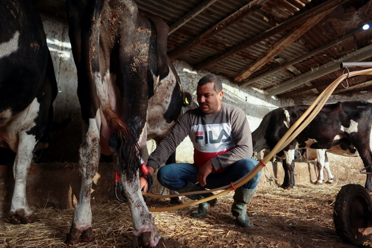 Tunisia dairy farmers1