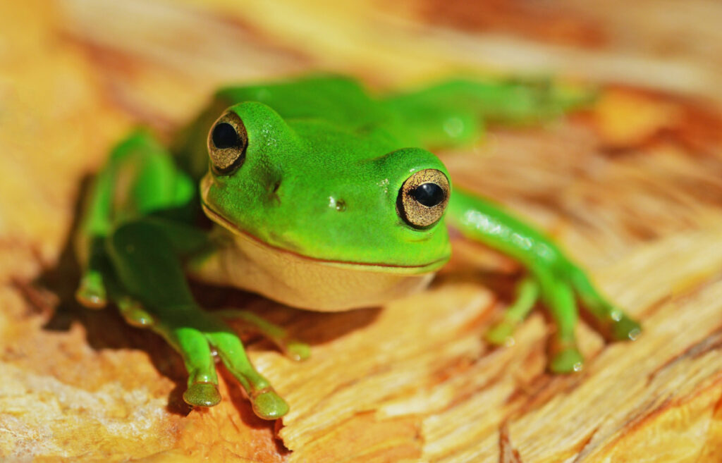 Australia tree frog