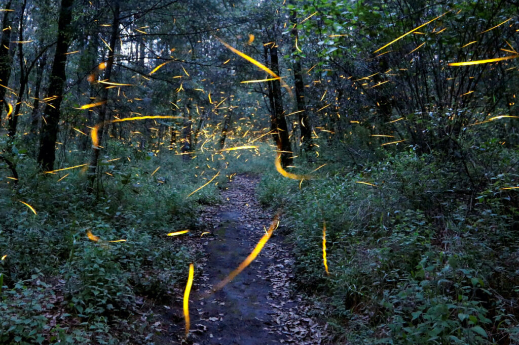 Mexico fireflies