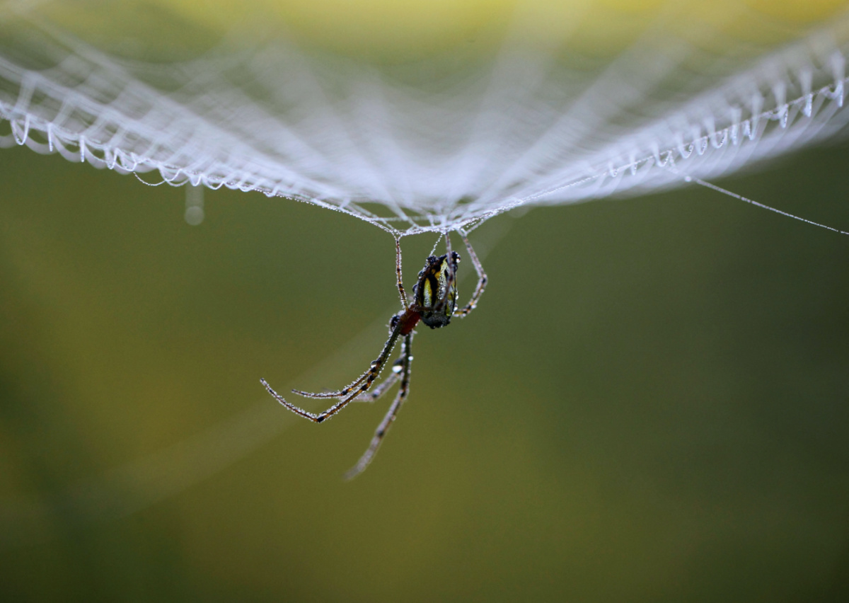 Nepal spider