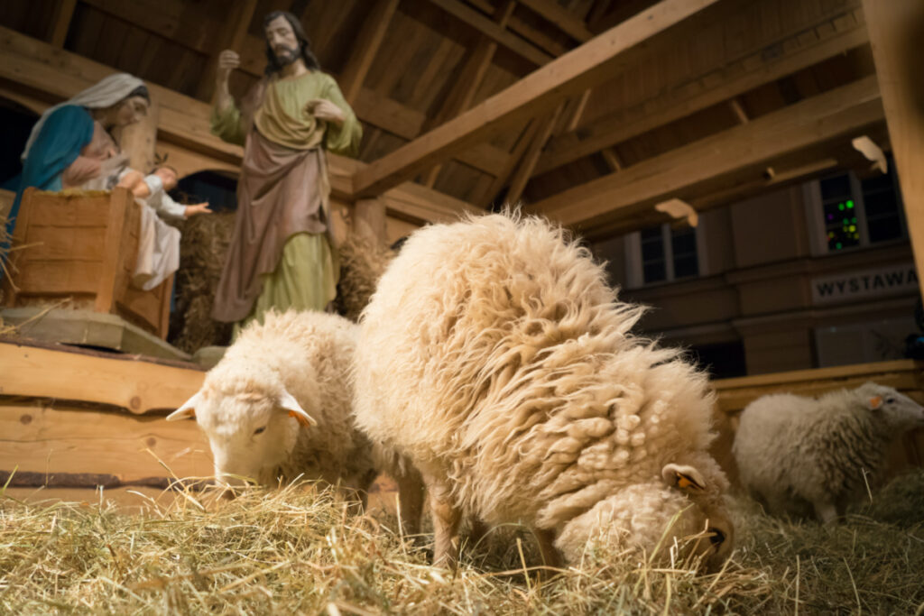 Sheep nativity