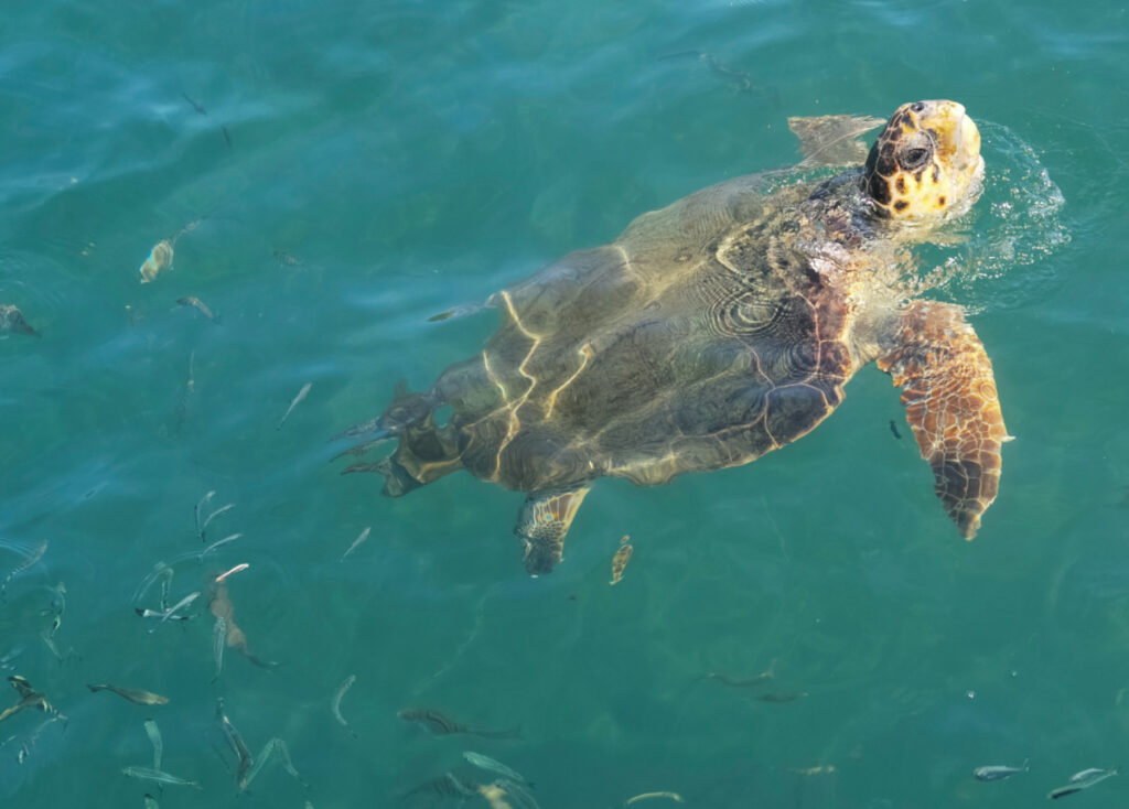 Turkey sea turtle