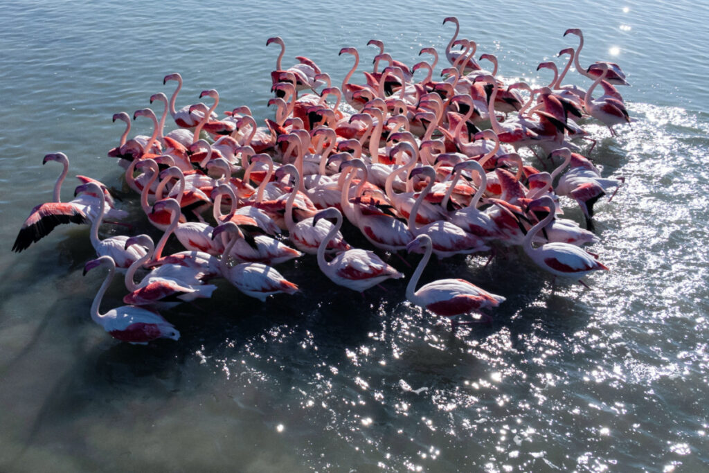 Albania Vjosa Narte Protected area flamingoes
