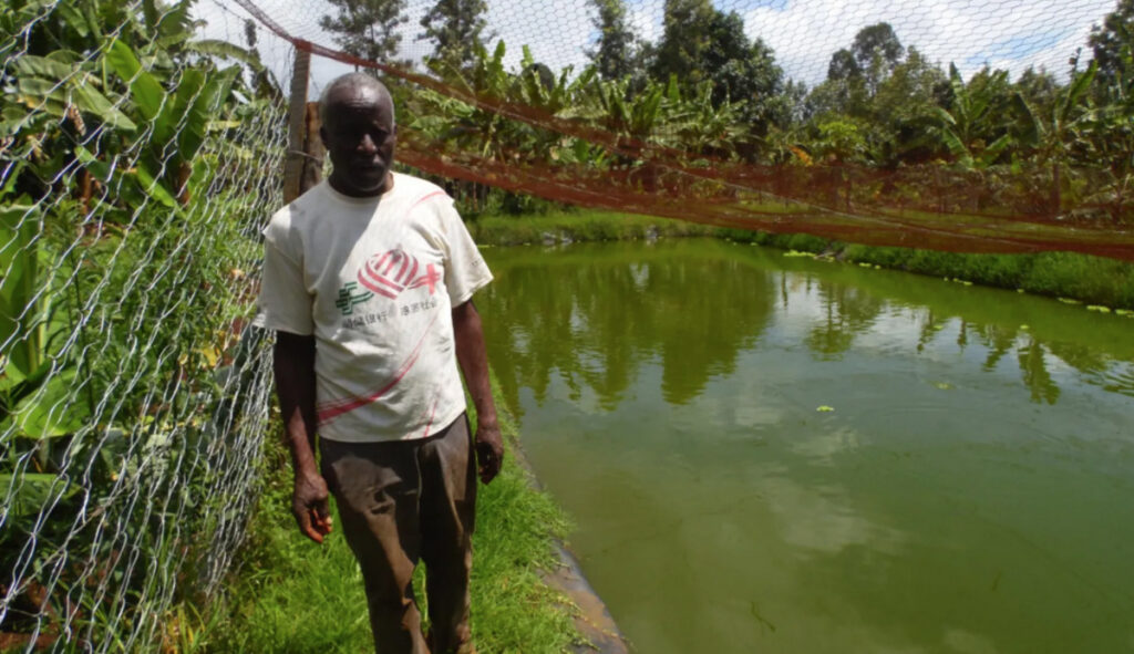 Kenya Kibingo fish farming1
