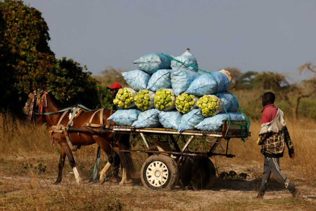 Senegal Notto Gouye Diama village farmer Mor Kabe