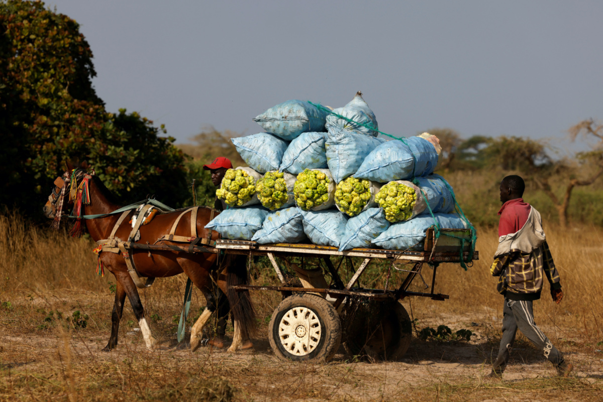 Senegal Notto Gouye Diama village farmer Mor Kabe 