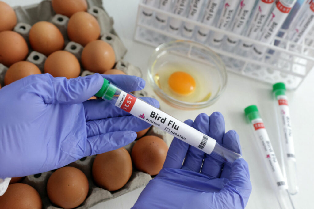 A person holds a test tube labelled "Bird Flu" next to eggs, in this picture illustration, January 14, 2023