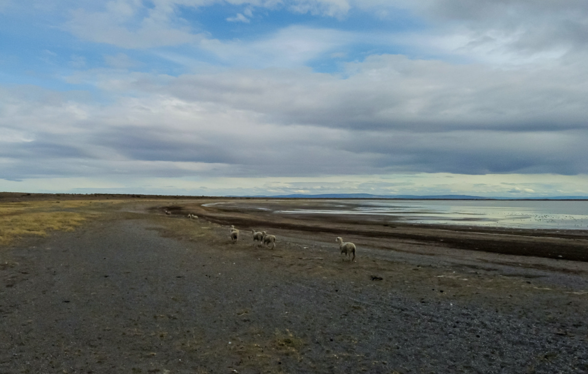 Sheep run near a wetland that is drying up, in Punta Arenas, Chile February 7, 2023.