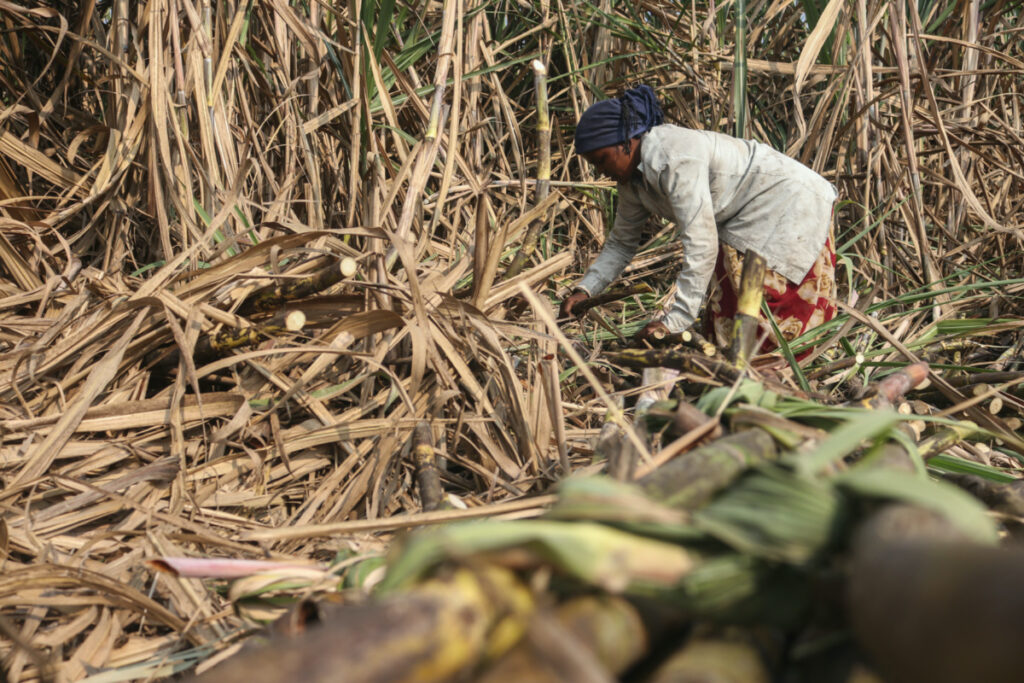 Ashabai Bhil, cuts sugarcane in a sugarcane farm in Maharashtra’s Khochi village, India. December 17, 2022.