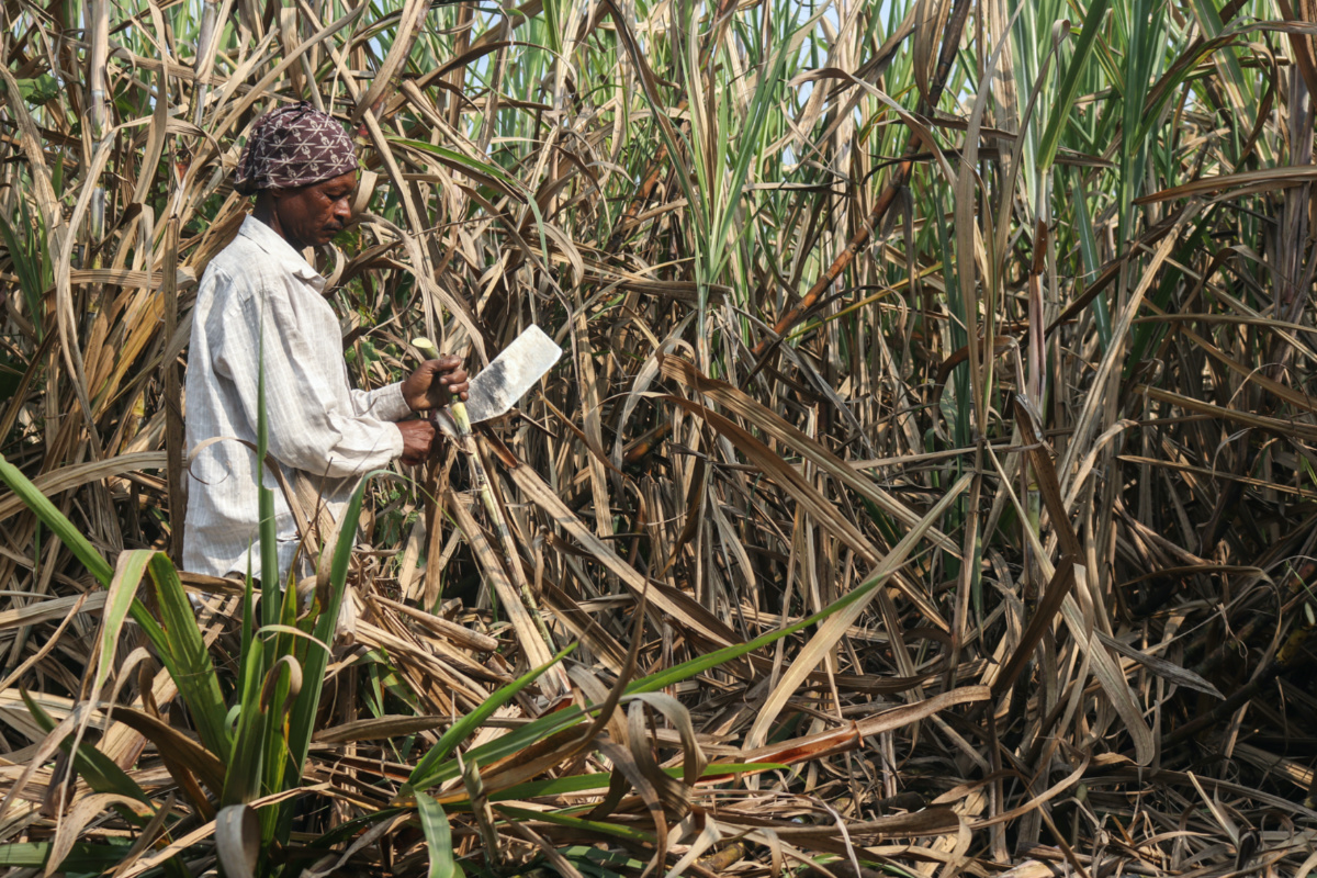 Dharma Bhil is cutting sugarcane in a sugarcane field in Maharashtra’s Khochi village, India. December 17, 2022. Sanket Jain/Thomson Reuters Foundati
