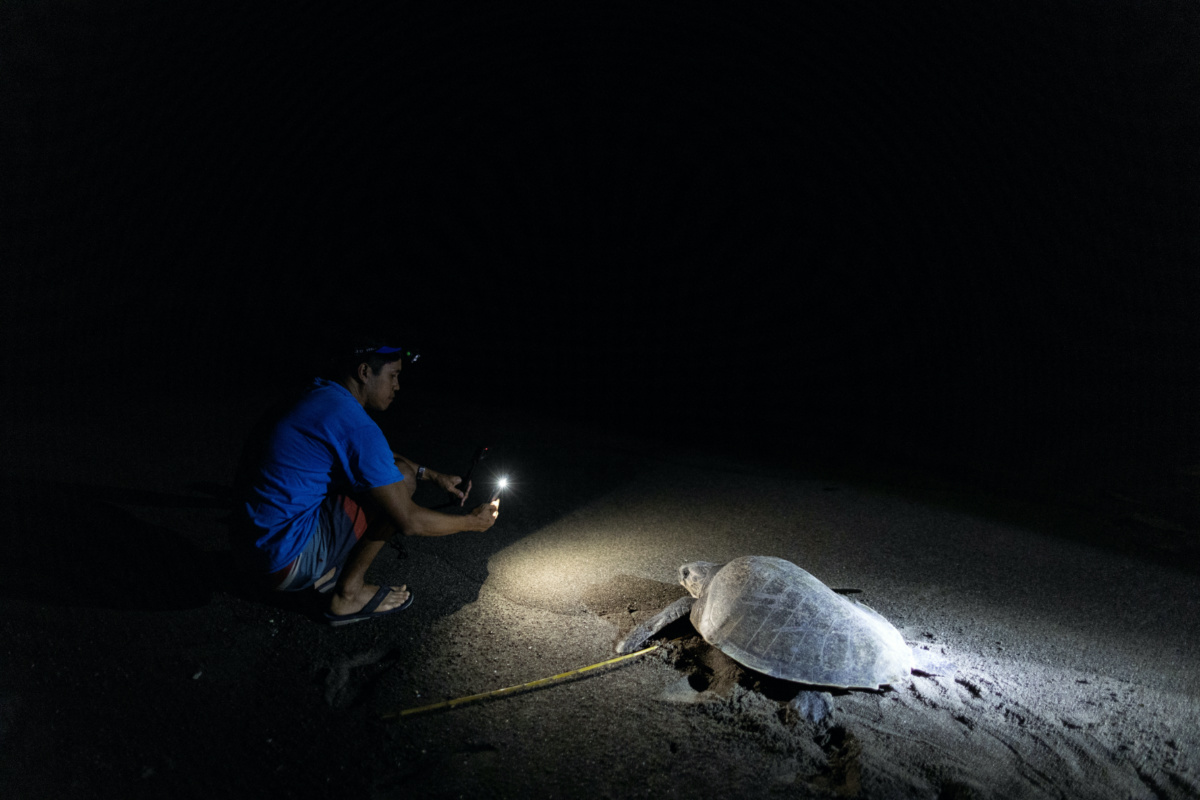 CURMA's operations director Carlos Tamayo, 44, documents a mother turtle going back to the sea after laying eggs on the beach in Bacnotan, La Union, Philippines, January 12, 2023.