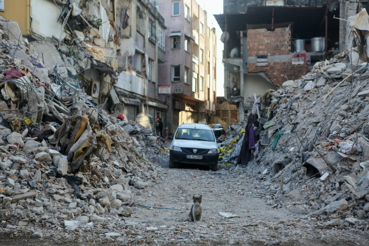 A cat stands on a destroyed street, in the aftermath of the deadly earthquake, in Antakya, Turkey February 17, 2023. REUTERS/Nir Elias