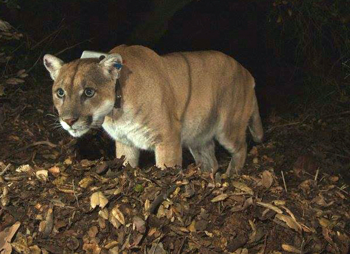 FILE PHOTO: National Park Service photo of the Griffith Park mountain lion known as P-22 is shown in this remote camera image set up on a fresh deer kill in Griffith Park in this November 2014 photo.  P-22, a radio-collared puma that became a wildlife celebrity,  was one of the many mountain lions struck by a car in California.  REUTERS/National Park Service/Handout