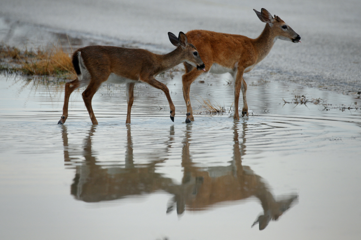 FILE PHOTO: Endangered Key Deer are pictured in a puddle following Hurricane Irma in Big Pine Key, Florida, U.S., September 25, 2017. REUTERS/Carlo Allegri