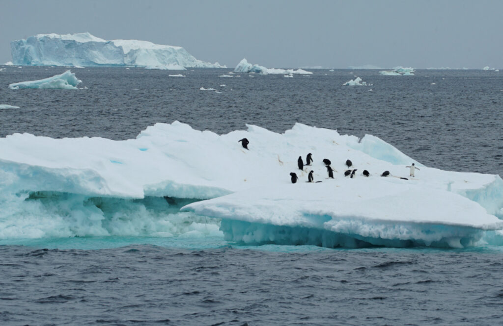 FILE PHOTO: Penguins are seen on an iceberg as scientists investigate the impact of climate change on Antarctica's penguin colonies, on the northern side of the Antarctic peninsula, Antarctica January 15, 2022. Picture taken January 15, 2022. REUTERS/Natalie Thomas/