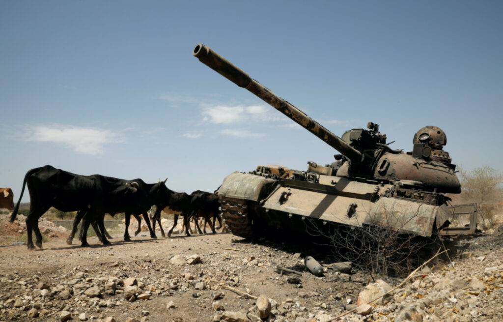 Cows walk past a tank damaged in fighting between Ethiopian government and Tigray forces, near the town of Humera, Ethiopia, on 3rd March, 2021.