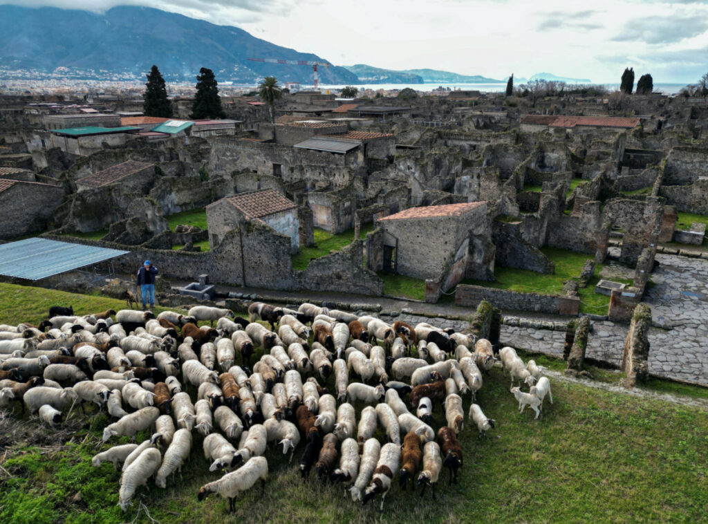 Sheep graze the grass as part of an initiative to protect ancient ruins from growing green in unexcavated areas of the archaeological site in Pompeii, Italy, March 6, 2023.
