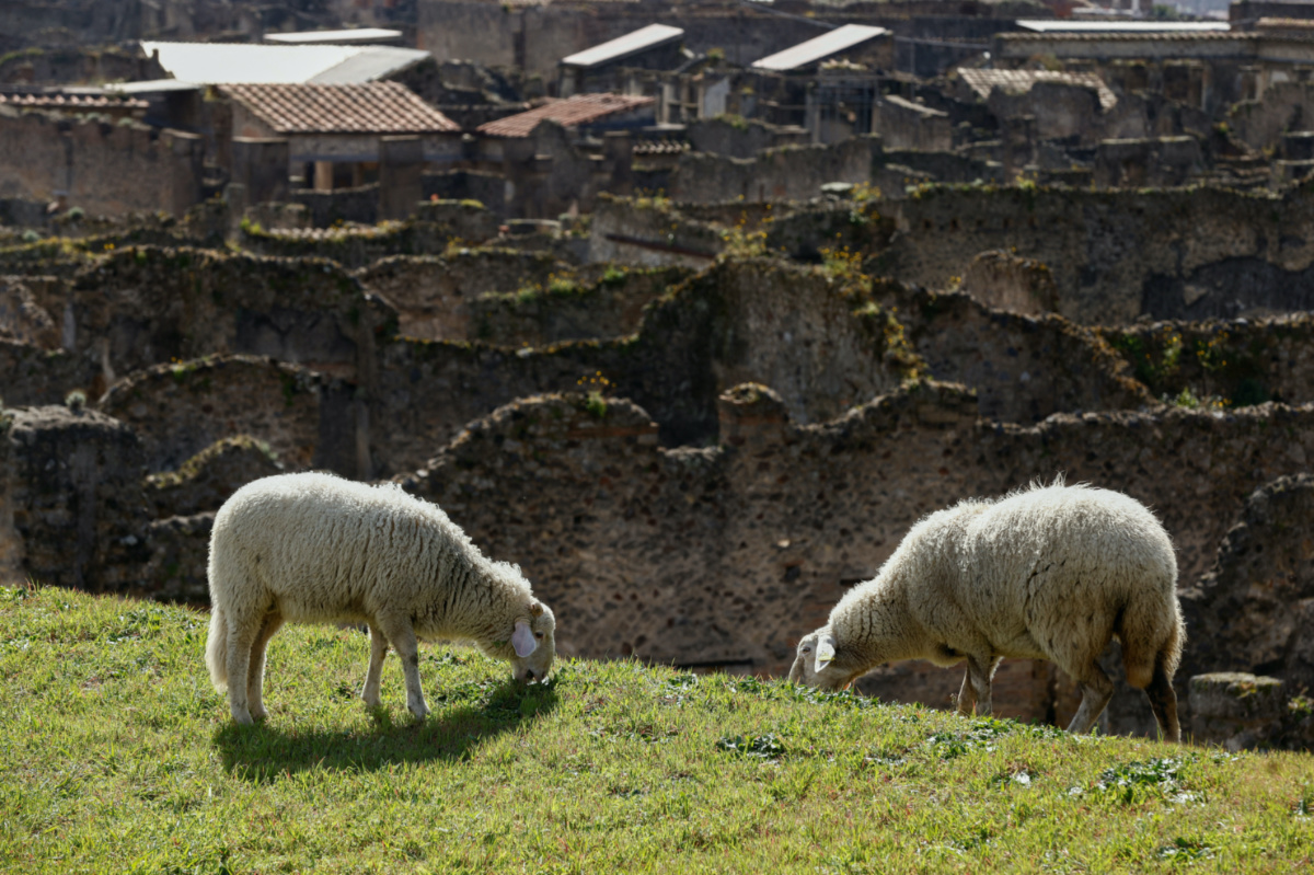 Sheep graze the grass as part of an initiative to protect ancient ruins from growing green in unexcavated areas of the archaeological site in Pompeii, Italy, March 7, 2023. 