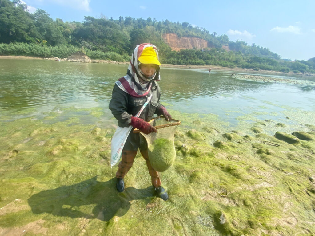 Kam Thon harvests river weed, or khai, in the Mekong River along the Thai-Laos border on 6th February, 2023.