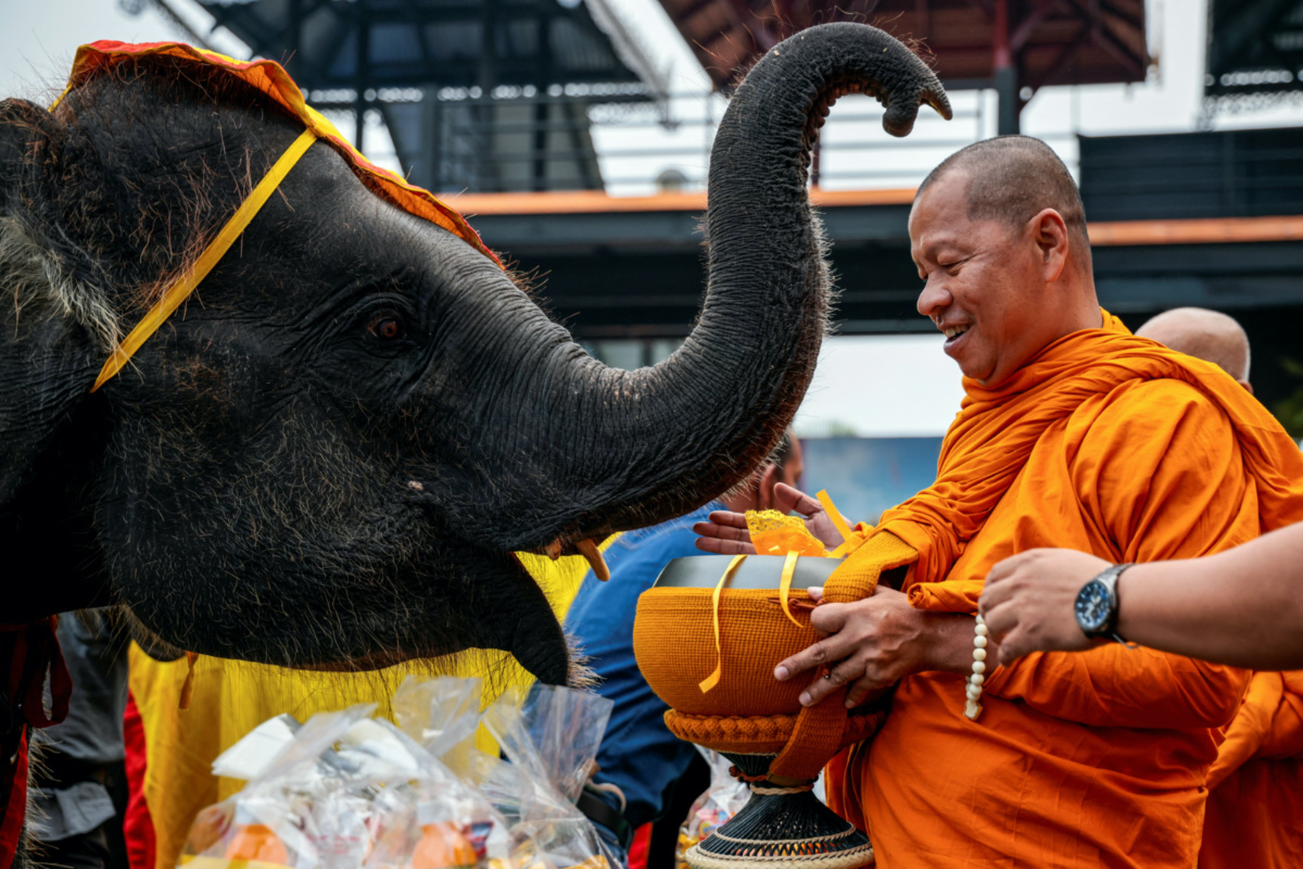 A Buddhist monk receives food from an elephant during Thailand's National Elephant Day celebration at Nong Nooch Tropical Garden in Pattaya, Thailand, March 13, 2023.