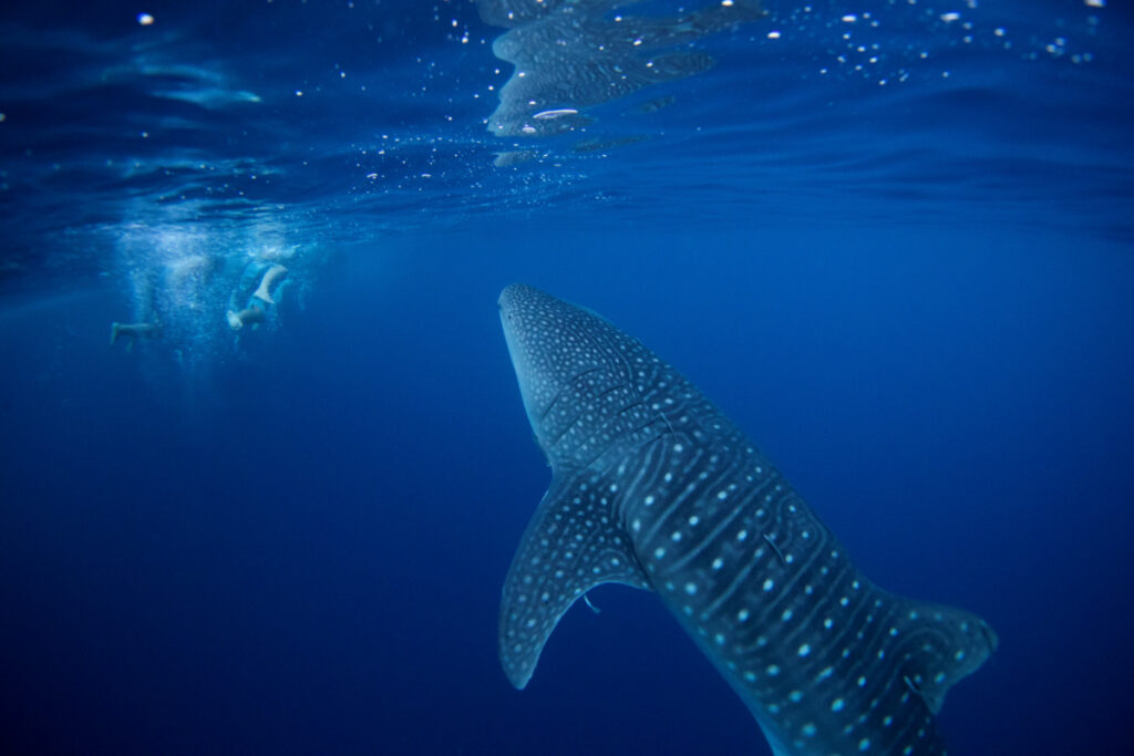 FILE PHOTO: A whale shark swims next to volunteer divers after they removed abandoned fishing net that was covering a coral reef in a protected area of Ko Losin, Thailand June 19, 2021. REUTERS/Jorge Silva