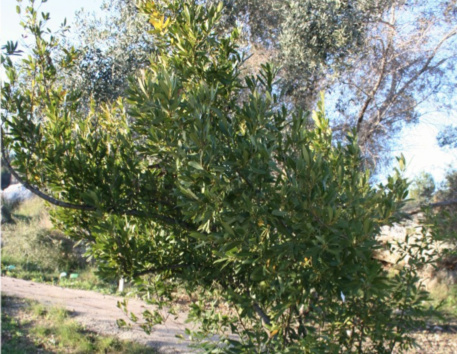 laurel tree small