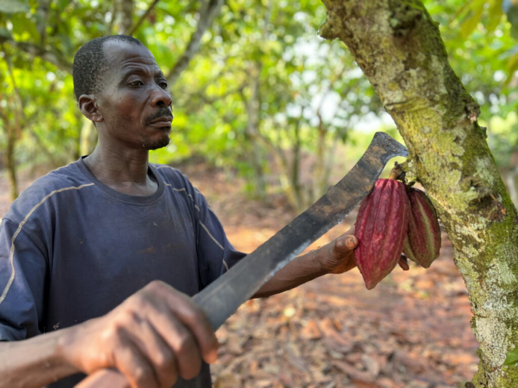 Edouard Kouame Kouadio, a farmer cuts a cocoa pod with a machete at his cocoa farm in Gabeadji village, San Pedro, Ivory Coast, on 31st January, 2023.