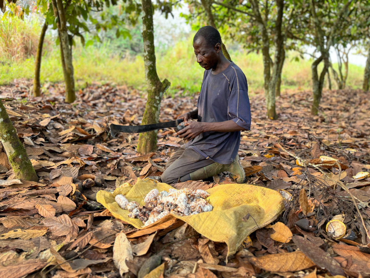 Edouard Kouame Kouadio, a farmer opens a cocoa pod at his cocoa farm in Gabeadji village, San Pedro, Ivory Coast, on 31st January, 2023.