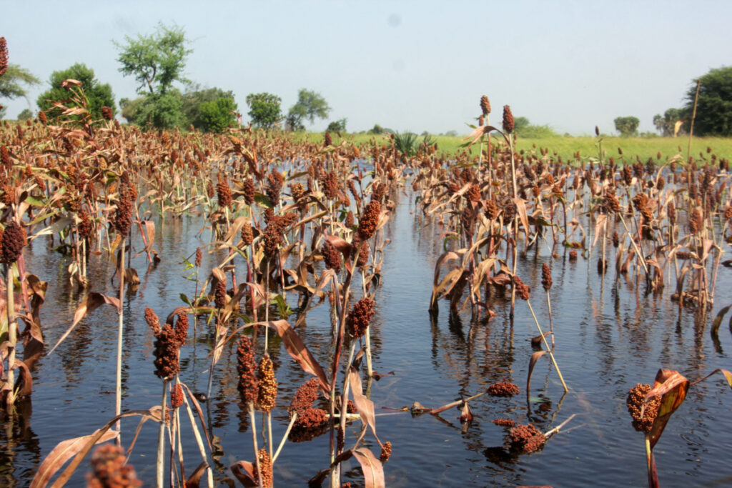 General view shows the submerged red sorghum field after heavy rain in Kournari village, on the outskirts of Ndjamena, Chad, on 26th October, 2022.