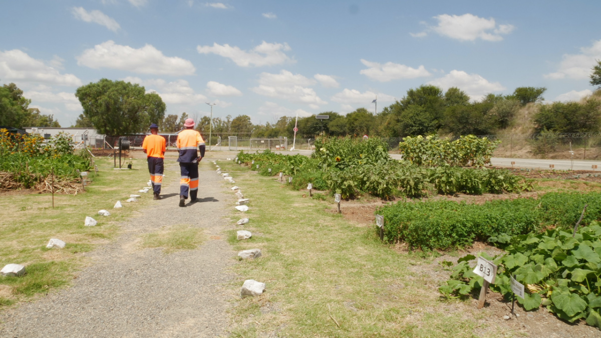 Two workers walk alongside the vegetable garden growing at the Homestead Diamonds mine in the Free State province, South Africa, on 27th February, 2022. 
