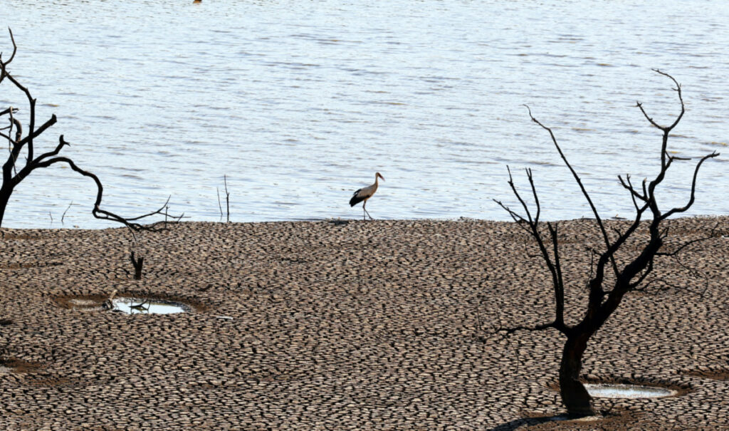 A bird walks at the Sierra Boyera Reservoir in Belmez, southern Spain, on 26th April, 2023
