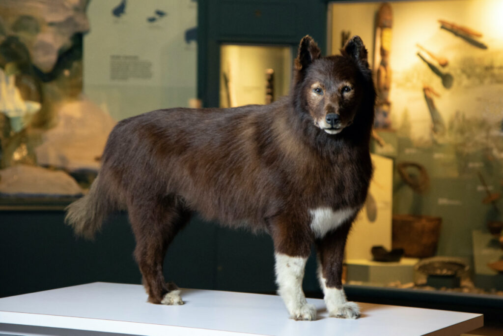 The taxidermy mount of Balto, a dog famed for its role in a 1925 dogsled journey through blizzard conditions in Alaska to deliver lifesaving medicine to the city of Nome during an outbreak of diphtheria, is displayed at the Cleveland Museum of Natural History in this undated photo.