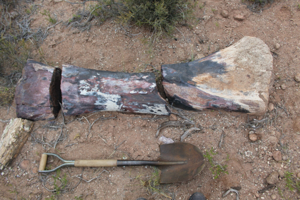 A bone that belonged to a "Chucarosaurus Diripienda", a newly discovered gigantic species of long-necked herbivorous dinosaur, is pictured next to a shovel, in Pueblo Blanco Nature Reserve, in Rio Negro, Argentina, on 16th October, 2019.