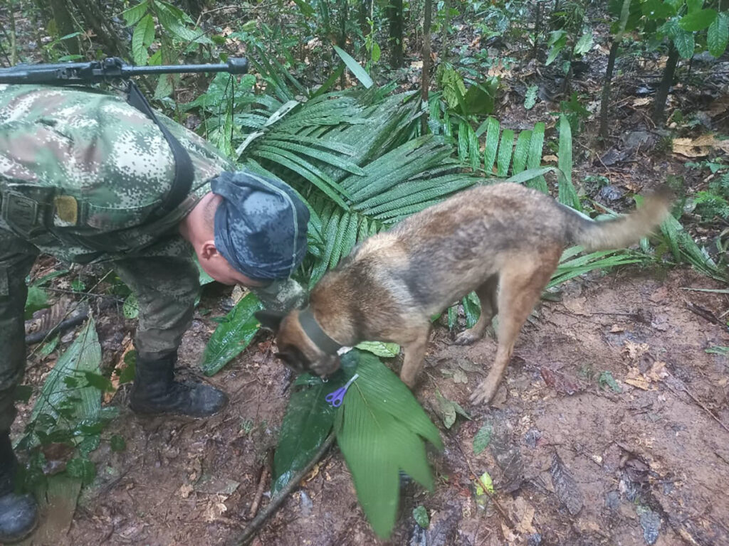 A soldier and a dog take part in a search operation for child survivors from a Cessna 206 plane that had crashed in the jungle more than two weeks ago, in Caqueta, Colombia, on 17th May 2023.